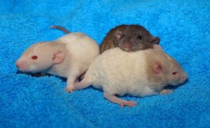 How Do You Take Care Of A Baby Rat Without Its Mother?