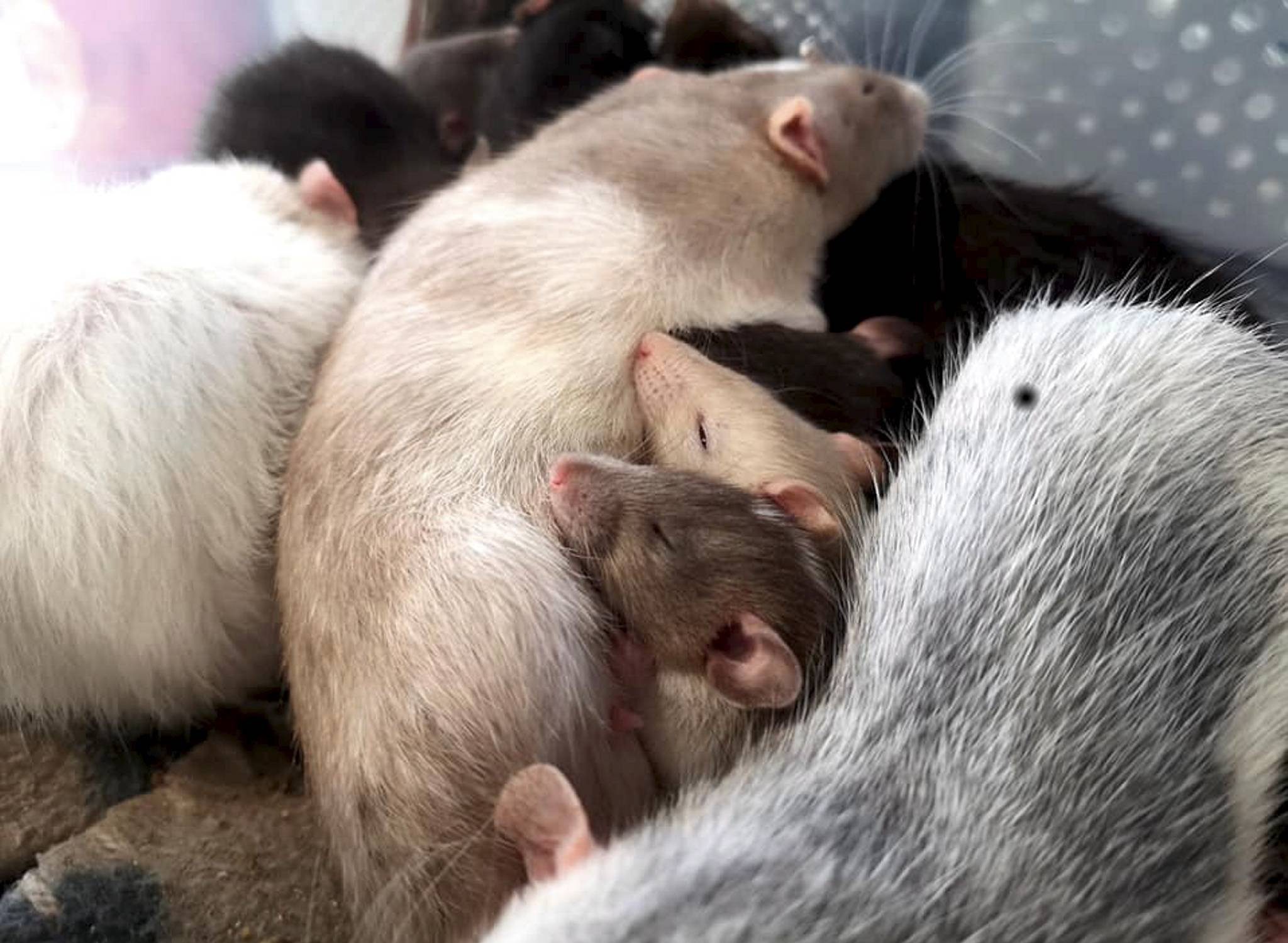 How Long Can Baby Rats Go Without Eating?